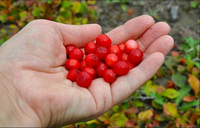 Ягоды Красники (Клоповки) замороженные без сахара 500гр. Сахалин